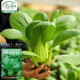 壽禾 小油菜種子青菜種籽秋冬季蔬菜菜籽 濰豐高柳上海青種子25g