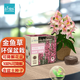 IAM City Farmer金魚草 可降解環(huán)保盆栽禮物 適合新手種植的植物 春種易開花10049