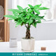綠蔭巷子發(fā)財樹盆栽植物綠植好養(yǎng)活桌面辦公室室內小盆景花卉四季常青 【辮子發(fā)財樹】小鉆形瓷花盆