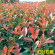 楓溢秋四季常青籬笆苗紅羅賓紅葉石楠樹苗小苗 紅葉石楠60-80厘米高 苗