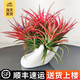 櫻霞【順豐上門】空氣鳳梨無土懶人植物花卉辦公室桌面盆栽室內(nèi)植物 叢生福+陶瓷佛手