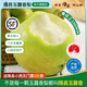 隰縣玉露香梨 【順豐】整箱香梨當(dāng)季水果山西隰縣小西天特產(chǎn) 孕婦水果送禮 9粒梨王（凈重約9斤）單果100+mm