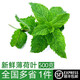 綠食者 新鮮薄荷葉 食用鮮薄荷烘焙泡酒莫吉托調(diào)酒茶飲材料香料 500g