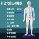 子彧（ZIYU） 硬模型 中醫(yī)經(jīng)絡(luò)圖針灸人體穴位模型全身男小人銅人純銅超清晰刻字 白色彩字版男模型（60cm）
