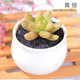 意軒多肉植物組合新手套餐肉肉植物室內花卉小盆栽含盆帶土肉嘟嘟 黃麗