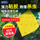 科凌蟲(chóng)控粘蟲(chóng)板粘蚊蟲(chóng)黃板小飛蟲(chóng)小黑飛果園果蠅粘蟲(chóng)膠帶粘蟲(chóng)紙板驅蚊滅蚊 黃色雙面粘蟲(chóng)板*中號40張