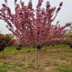 凝慧櫻花樹(shù)苗庭院陽(yáng)臺盆栽地栽早晚櫻南北方種植耐寒綠化苗木風(fēng)景樹(shù) 櫻花【地徑3公分粗】