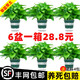 綠有意綠蘿盆栽除甲醛室內(nèi)好養(yǎng)花卉植物綠蘿批發(fā)辦公室新房裝修凈化空氣 120#綠加侖儲(chǔ)水盆6盆+4肥 帶盆帶土發(fā)貨