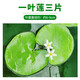 瘋狂水草（FKSC）一葉蓮水草水上植物魚缸造景和魚共養(yǎng)冒泡陰性凈化水質(zhì)睡蓮浮萍 一葉蓮3片