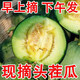 帆兒莊園農(nóng)家自種應季時令孕婦水果山東綠寶石翠甜瓜香瓜帶箱2.5kg