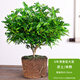 綠有意正宗清香胡椒木盆栽花卉室內外驅蚊草植物樹(shù)苗老樁盆景九里香綠植 胡椒木6年大苗清香驅蚊(原土無(wú)盆 含盆
