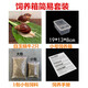 工途（Gongtu）寵物白玉蝸牛活體學(xué)生科學(xué)實(shí)驗(yàn)觀察套裝巨型大蝸牛觀賞教學(xué)小蝸牛 飼養(yǎng)箱簡(jiǎn)易套裝 蝸牛3-5cm