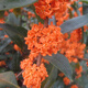 桂花樹苗桂花苗盆栽金桂四季桂室內(nèi)外濃香型陽(yáng)臺(tái)花卉綠植庭院盆景植物 朱砂桂【濃香型】 3年苗【當(dāng)年開花】
