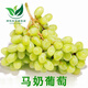 顏怒巨峰葡萄苗庭院地栽盆栽果樹(shù)苗南方北方種植當年結果 馬奶 2年苗(好成活)