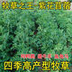 語(yǔ)墨進(jìn)口紫花苜蓿草種子高蛋白牧草種子養(yǎng)殖豬牛羊雞鴨鵝魚(yú)高產(chǎn)草籽 進(jìn)口紫花苜蓿50克