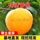 格秀潔黃桃樹(shù)苗特大嫁接炎陵錦繡黃桃苗果樹(shù)黃肉桃樹(shù)桃苗南北方當年結果 5年大苗(當年結果）備注品種