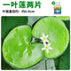 瘋狂水草（FKSC）一葉蓮水草水上植物魚缸造景和魚共養(yǎng)冒泡陰性凈化水質(zhì)睡蓮浮萍 【加速生長】一葉蓮兩片+營養(yǎng)液