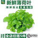 千牛優(yōu)福新鮮留蘭香薄荷葉250g-500g食用清涼茶烘焙點綴莫吉托調(diào)酒裝飾 500g