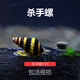 觀賞螺活體除藻螺工具螺蜜蜂角螺鮑魚螺洋蔥螺斑馬螺黑金剛殺手螺 姜黃色 殺手螺1只除雜螺