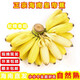 甘賢海南皇帝蕉【順豐鎖鮮】新鮮現摘熱帶水果當季生鮮樹(shù)熟網(wǎng)紅皇帝蕉 網(wǎng)紅皇帝蕉（禮盒） 5斤裝(凈重4.5斤)