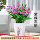劉閣蘭花蘭花苗花卉紫蝶石斛蘭盆栽 20苗當年開(kāi)花配大白盆源頭直發(fā)