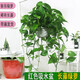 繽賢長(cháng)藤款垂吊植物爬墻綠植大盆綠蘿長(cháng)藤吊蘭水培綠蘿盆栽室內大藤