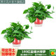 思蘭綠蘿盆栽大盆景室內(nèi)新房吸除甲醛鮮活綠植物花卉長藤大葉綠籮批發(fā) 180大紅盆儲水綠蘿【2盆】2肥