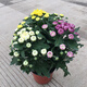 多頭菊花盆栽帶花四季好養(yǎng)室內陽臺雛菊千頭菊荷蘭菊好養(yǎng)綠植花卉 三色龍爪菊 帶花苞 帶盆栽好