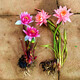 子豪緣荷花蓮藕養(yǎng)魚養(yǎng)蝦水芙蓉水草水生大葉浮萍室內(nèi)庭院池塘水培植物 迷你睡蓮根塊2個