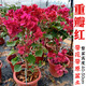 三角梅帶花發(fā)貨陽臺(tái)室內(nèi)庭院花卉盆栽易活四季開花奔爬藤重瓣勤花 重瓣紅三角梅大苗高度40-50cm 原盆原土發(fā)貨 帶盆栽好