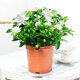 鶯歌燕舞梔子花盆栽花卉帶花苞綠植室內陽(yáng)臺桅子花好養四季開(kāi)花植物桌盆栽 簡(jiǎn)易盆帶花苞【160#梔子花】 含盆