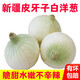 新疆皮牙子白皮洋蔥 生吃涼拌甜味食材新鮮生鮮蔬菜 5斤