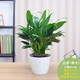 中夢 白鶴芋綠植盆栽辦公室內(nèi)客廳植物花卉Z2 特大白掌白圓吸水盆款 含盆