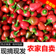 辰實【現(xiàn)摘】紅燈籠椒 新鮮子彈頭紅辣椒 草莓辣椒海椒珠子 泡椒剁椒 3斤【紅色】