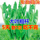 大葉無須豌豆苗種子豌豆尖吃苗四季陽臺盆栽芽苗菜秋冬季蔬菜種子 【大葉無須】豌豆尖種子 精選500克(一斤)
