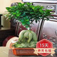 大型小葉榕樹(shù)S造型8字盆景盆栽室內(nèi)客廳植物人參榕樹(shù)苗老樁綠植h 240口徑精選中款人參榕40cm左右高度