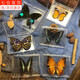 東之天地 真蝴蝶標(biāo)本收藏生日禮物昆蟲擺件拍照學(xué)生教學(xué)用工藝品道具擺件 綠帶翠鳳蝶1個(gè)（帶透明盒）