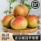 青惠悠吉林延邊州蘋(píng)果梨正宗東北延吉龍井特產(chǎn)霜后新鮮火把紅梨水果順豐 9斤果王【單果400g+】-順豐
