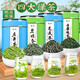 陳一凡四大綠茶 2025新茶明前龍井碧螺春毛尖茶云霧綠茶自己喝125g*4罐