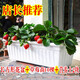 語(yǔ)安奶油草莓苗盆栽四季開(kāi)花結果室內外花卉盆栽食用四季草莓苗秧子 長(cháng)方形條紋花盆+草莓12+營(yíng)養土