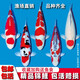 招財如意錦鯉冷水觀(guān)賞魚(yú)大型純種精品紅白三色招財魚(yú)好養耐活風(fēng)水魚(yú)活魚(yú) 九九同心（隨機顏色9條可指定）  30-35cm