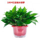 泰西絲鮮活綠植盆栽大綠蘿花卉植物水培室內陽(yáng)臺 紅色加厚盆綠蘿+儲水盆 含盆