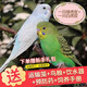 冰海精靈 鳥(niǎo)活體虎皮鸚鵡活物鳥(niǎo)手玩鳥(niǎo)學(xué)舌牡丹鳥(niǎo)寵物鳥(niǎo)玄風(fēng)鸚鵡小鳥(niǎo)活體 白色虎皮+綠色虎皮