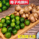 山間果好廣東茂名沙姜小青桔海南椰子雞套餐配料新鮮青桔蘸料調(diào)料湯 沙姜青桔共 500g