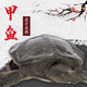 安峰山甲魚(yú)鮮活批發(fā)食用 0.8-1斤生態(tài)老鱉