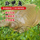 鮮活甲魚(yú)公甲魚(yú)青黃背馬蹄鱉外塘生態(tài)散養團魚(yú)老鱉王八中華鱉甲魚(yú) 2斤-公甲魚(yú)