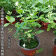 單瓣筆尖茉莉苗茉莉花盆栽室內(nèi)室外濃香植物四季盆栽綠植花卉 4年苗帶花苞