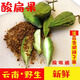 云南特產(chǎn)鮮酸扁果野生酸果子毛車(chē)藤酸果藤果酸水果食品送蒜香辣子 1000g送辣椒面