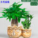 嘆為觀(guān)止三桿發(fā)財樹(shù) 雙孔陶瓷盆發(fā)財樹(shù)富貴竹桌面綠植物擺件辦公室內花卉 大號一帆風(fēng)順+三桿發(fā)財樹(shù)+富貴竹 含盆