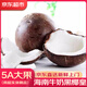 優(yōu)味集【JD速達】海南椰子新鮮椰皇當季老椰子椰青燉湯孕婦生鮮水果 2粒裝（產地大果） 商超A+級大果800g+